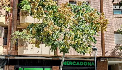 Mercadona Avenida Cardenal Benlloch, 91, Valencia